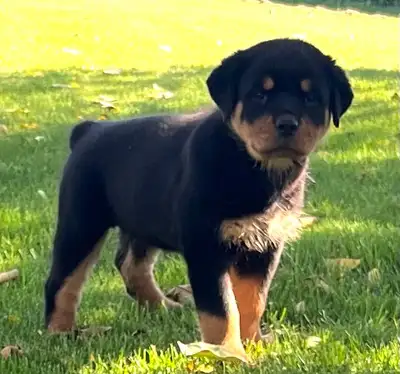 ONLY  1  LEFT - AMAZING ROTTWEILER PUPS, View more