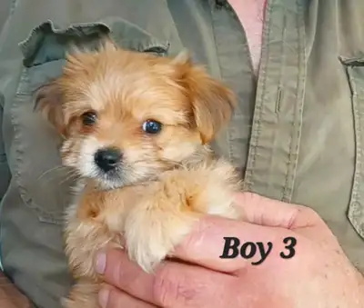 Super Tiny Maltipom X Mini Yorkie Puppies!, View more