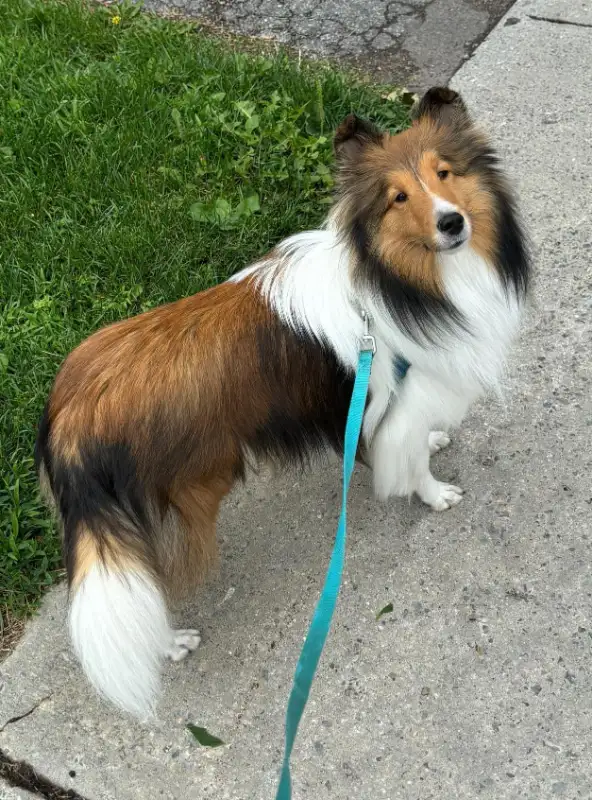 Loving and Reliable Pet Sitting & Dog Walking Services in Ottawa in Animal & Pet Services in Ottawa - Image 3