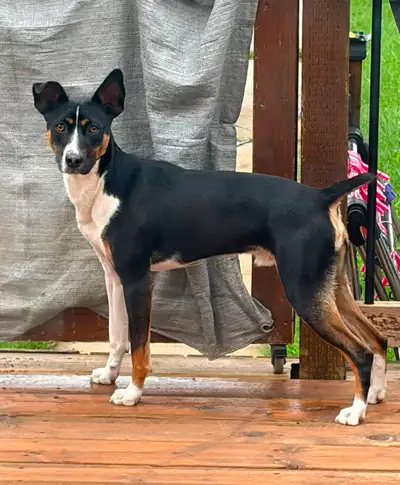 Standard Rat Terrier Male (CKC reg), View more