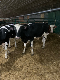 Holstein bull 