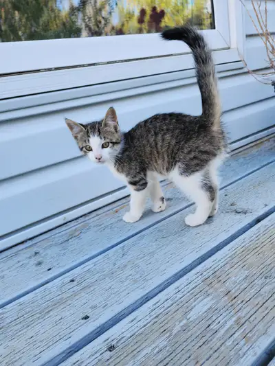 Adorable kittens looking for a new home, View more