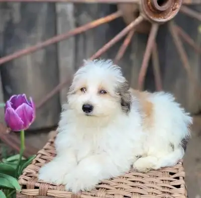 Bichon x Sheltie puppies, View more