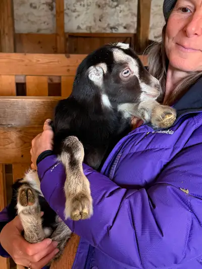Purebred Bottle Baby Lamancha Bucklings, View more