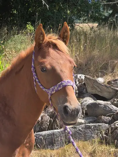yearling colt, View more