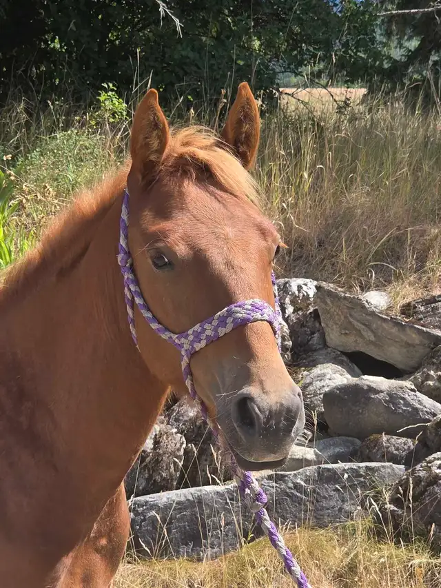 yearling colt in Horses & Ponies for Rehoming in Vernon - Image 2