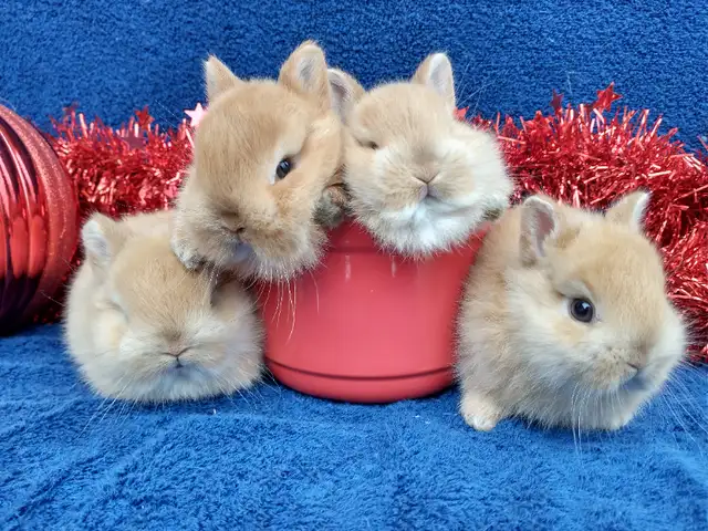 Bébé lapin blanc yeux bleus tête de lion nain *. Blue eyed bunny in Small Animals for Rehoming in City of Montréal - Image 9