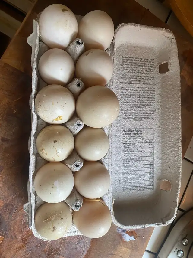 Duck Eggs in Livestock in Norfolk County - Image 2