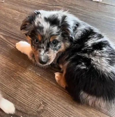Mini Australian Shepherds, View more