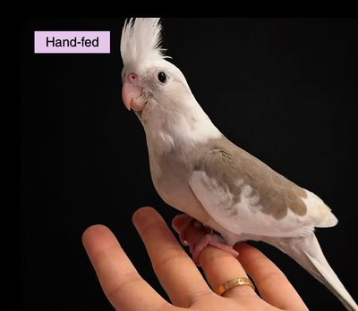 Whiteface Cinnamon Pied Cockatiel Baby sale at TT Pets, View more