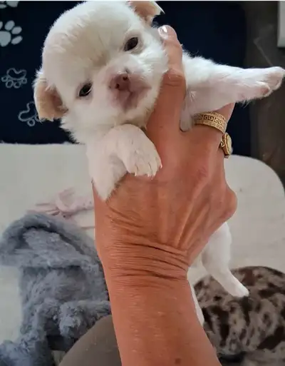 Wow Chiots chihuahua wow, View more