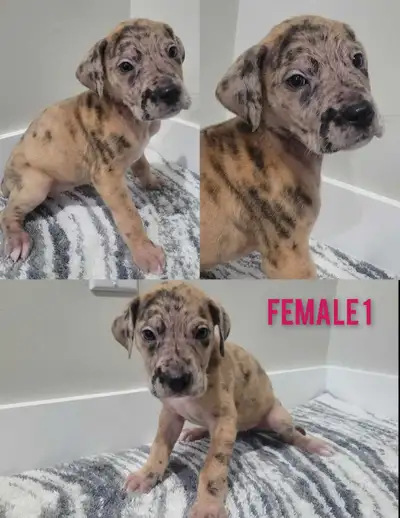 great Dane x mastiff puppies, View more