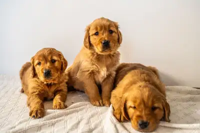 Purebred CKC Red Golden Retrievers – Ready Soon, View more