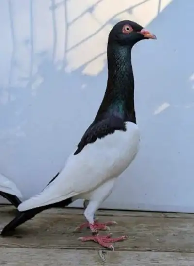 pigeon magpies , View more