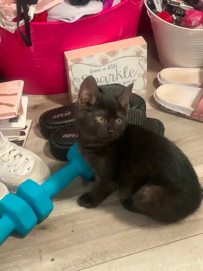 Maine coon mix last of litter has the big ears and long tail /black with greyish haze color coat Has...