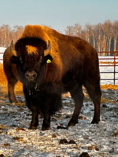 2023 Bison Breeding Bull, View more