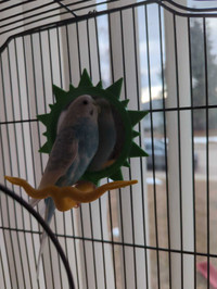 Parakeet with large cage and accessories 