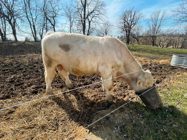 Purebred Charolais Bull in Livestock in Oshawa / Durham Region