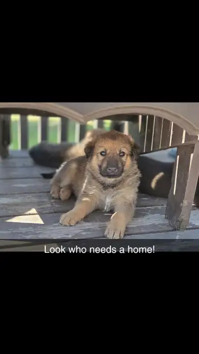 Shepherd-lab Puppies, View more