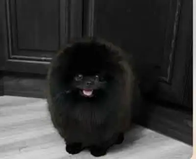 We have Snow White puppies who born end of March and Black puppies who will be available after 10 we...