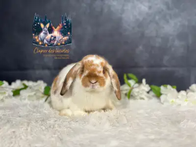 Spayed young holland lop doe, View more