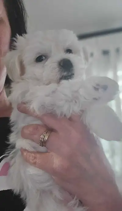 Cute little angel /male Maltese  for rehoming, View more