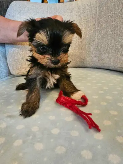 Hi I have one female and four male puppies ready for there forever home, Both parents are register t...