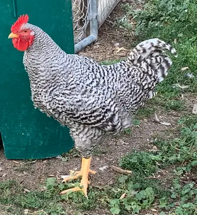 barred rock rooster , View more
