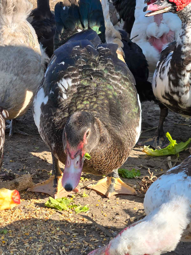 Muscovey drake in Livestock in Red Deer - Image 2