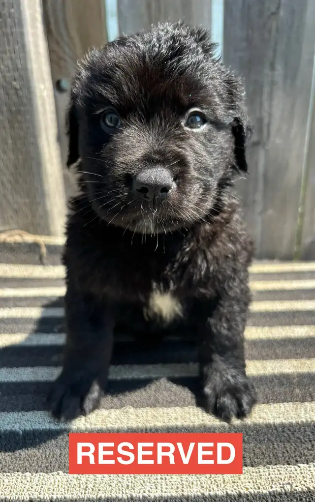 Adorable Puppies in Dogs & Puppies for Rehoming in Winnipeg - Image 4