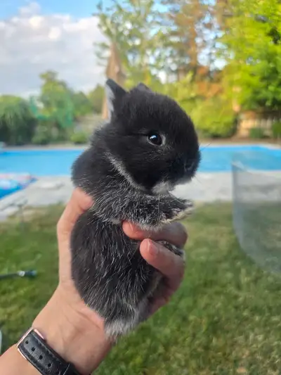 Adorable Netherland Dwarf Bunny looking for forever home! , View more