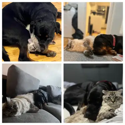 looking for a male kitten for my other cat, View more