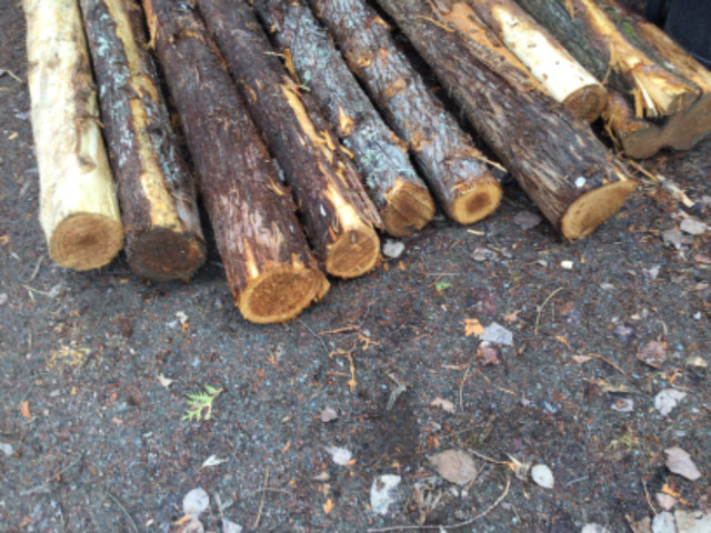 Cedar Logs in Other in Sudbury