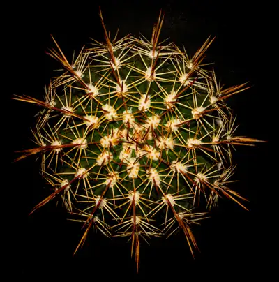 Indoor plant: 9 inch Echinocactus, View more