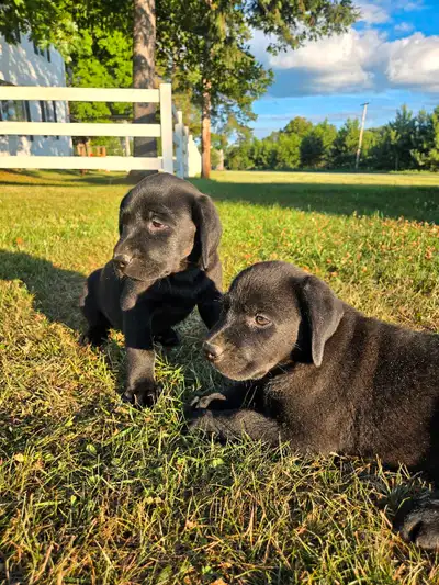 Black Lab Puppies, View more