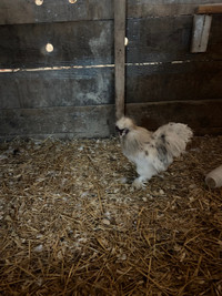 Silkie frizzle roosters 
