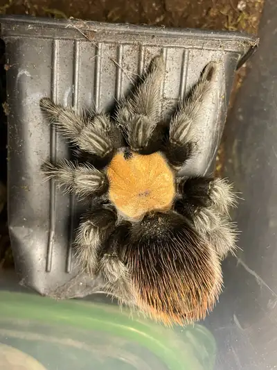 Brachypelma albiceps Pair Trade for Sand boa or Hognose , View more