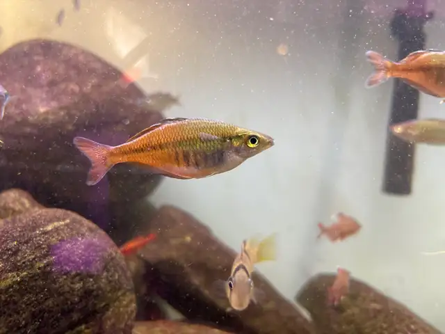 Rainbowfish in Fish for Rehoming in Brantford - Image 4