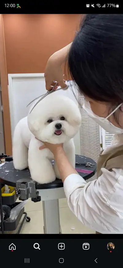 West Island grooming toilettage chien et chat, rabbit/lapin. Pet sitting/ boarding/ pension http://w...