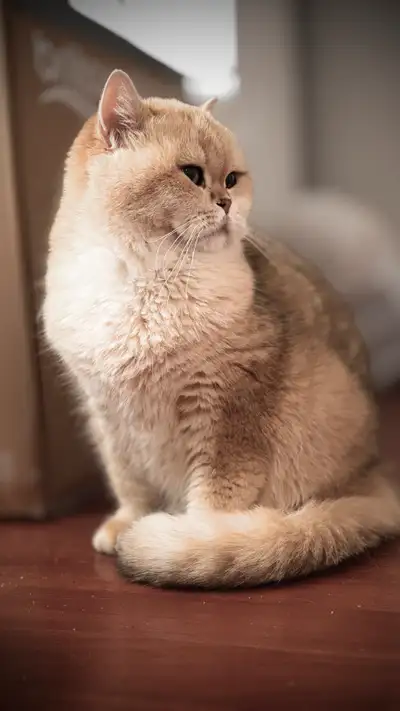 Meet Kiki, our delightful British Shorthair Golden Chinchilla! This gorgeous cat is looking for a ne...