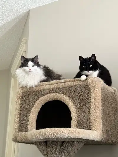 two free cats, View more