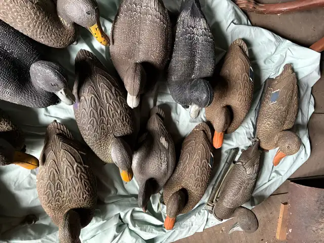 Duck Decoys in Fishing, Camping & Outdoors in Hamilton - Image 9