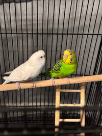 Budgie couple for adoption 