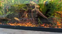 5gal fish tank with fish, snails and live plants