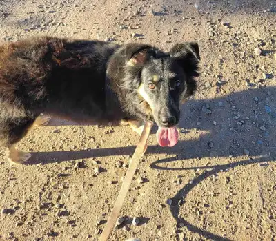 I'm 17 and looking to make a bit of money, I am a very big help when it comes to animals, so I'm wil...