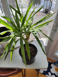 Yucca plant needs a new home