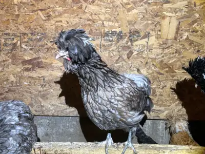 polish chicken hatching eggs , View more