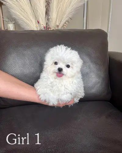 Teacup Bichon Frise Babies — Korean Lines — Rare, View more