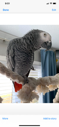 African grey congo parrot ISO in search of my former parrot