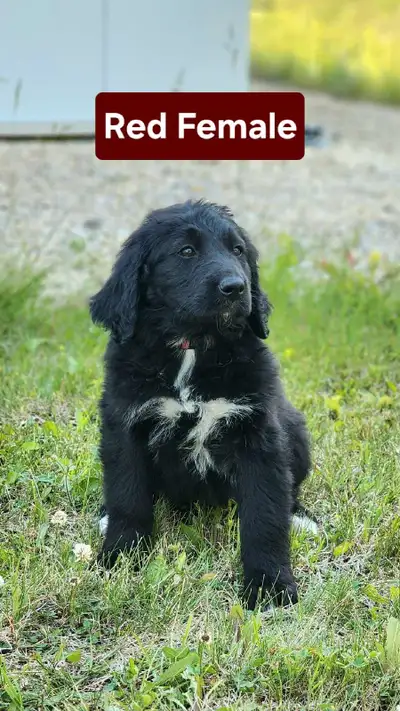 Bernedoodle Puppies, View more